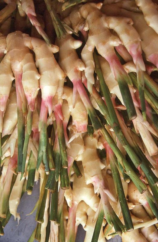 WT 0800 125-26 Thailand.jpg